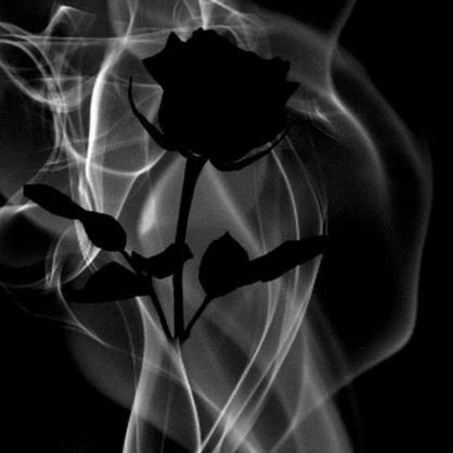 Черная роза на черном фоне