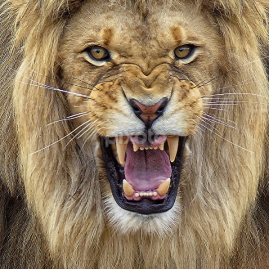 Оскал львов. Лев. Пасть Льва. Лев рычит. Злой Лев.