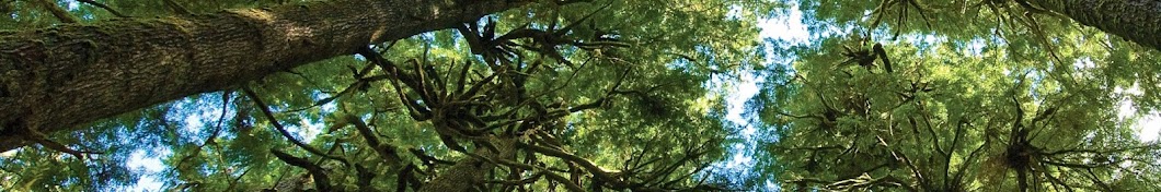 Canopy's Latest Tree Talks with Edward Burtynsky - Canopy