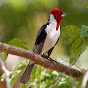 Galo de campina do Nordeste