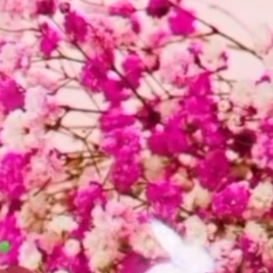 Pink Cherry Blossom Flowers GIF