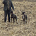 Amigos Galgueros de Villarrica