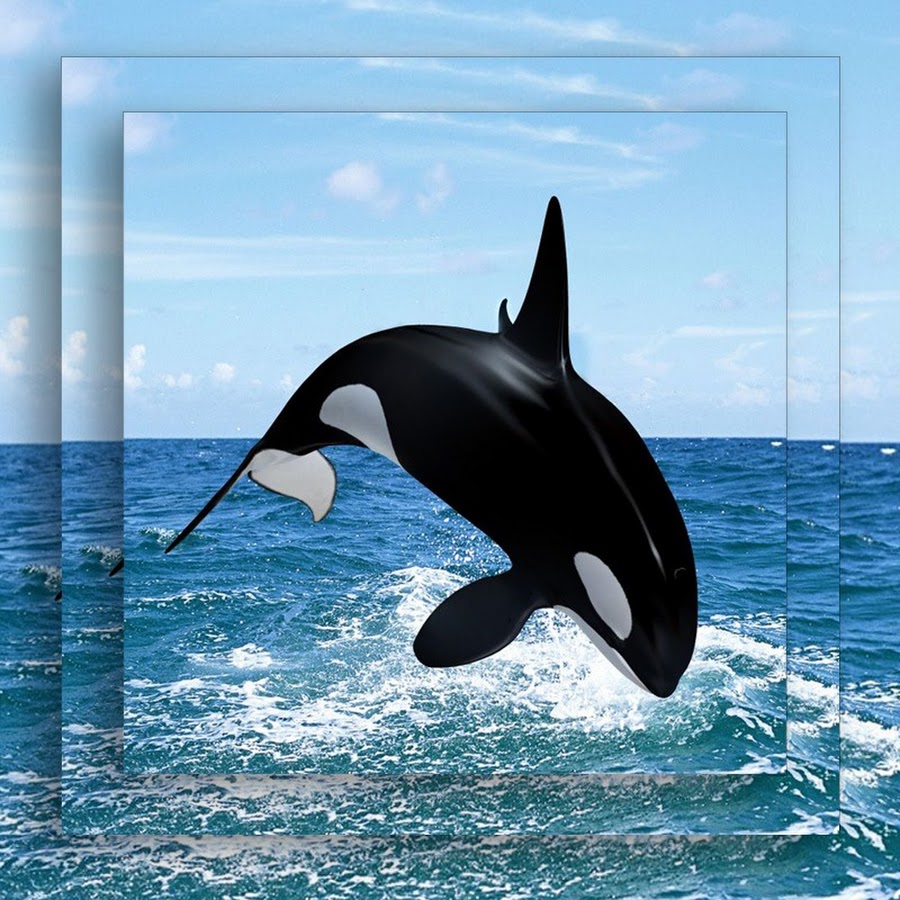 Кит касатка. Касатка кит убийца. Orca Касатка. Косатка Orcinus Orca.