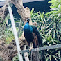 Rahayu Aviary Mini