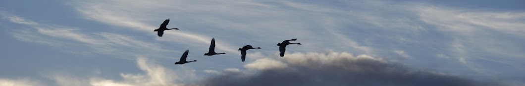 TrumpeterSwan Society