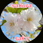 sakura saku