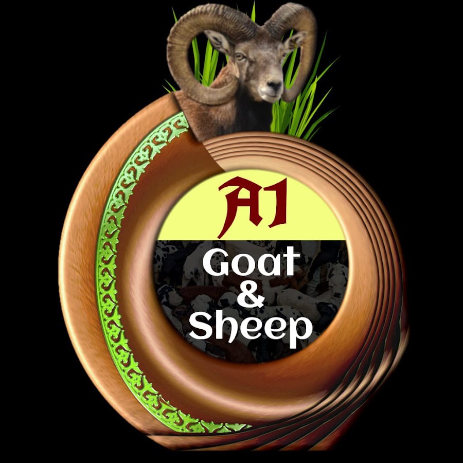 A1 goat & sheep - YouTube