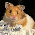 TheoTheHamster