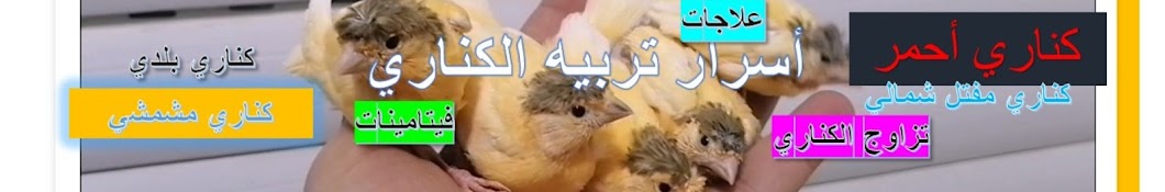 أسرار تربيه الكناري