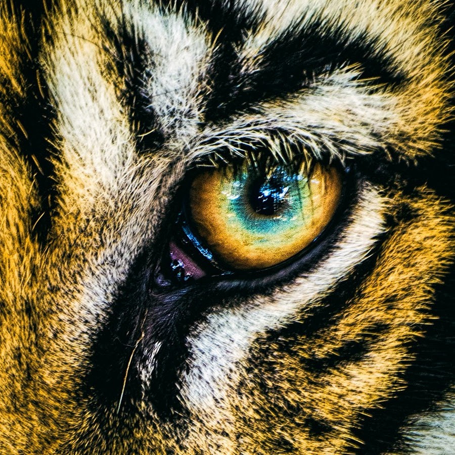 Глаз тигра видео