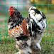 دواجن العربي chickens laarabi