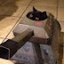 logo Cat in Tank