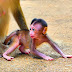 Newborn Monkey 123