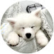 Samoyed Rintaro