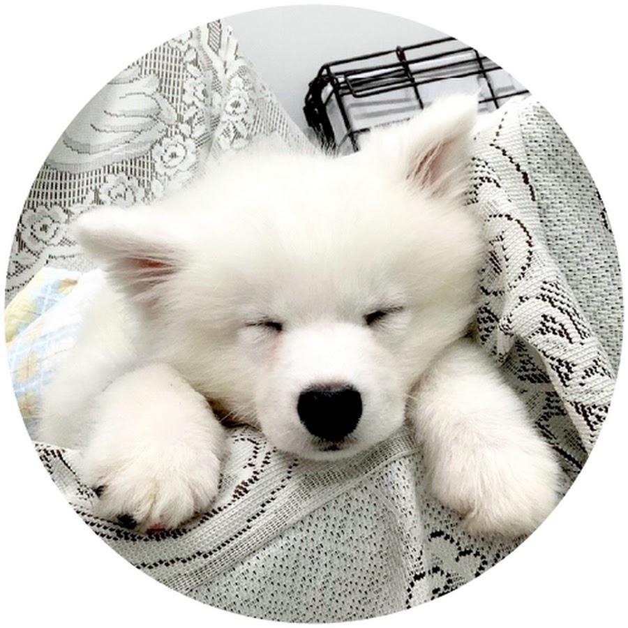 Samoyed Rintaro @samoyed_rintaro