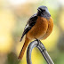 george-redstart