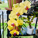 Orchid Gardening Days