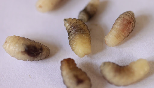 Cordylobia Anthropophaga banner