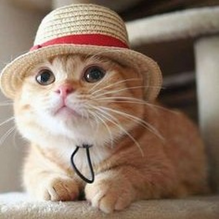 Cat hat