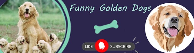 Funny Golden Dogs