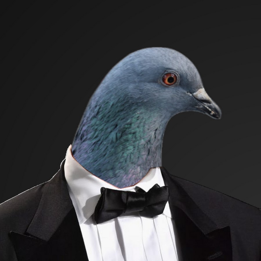 pigeon lol