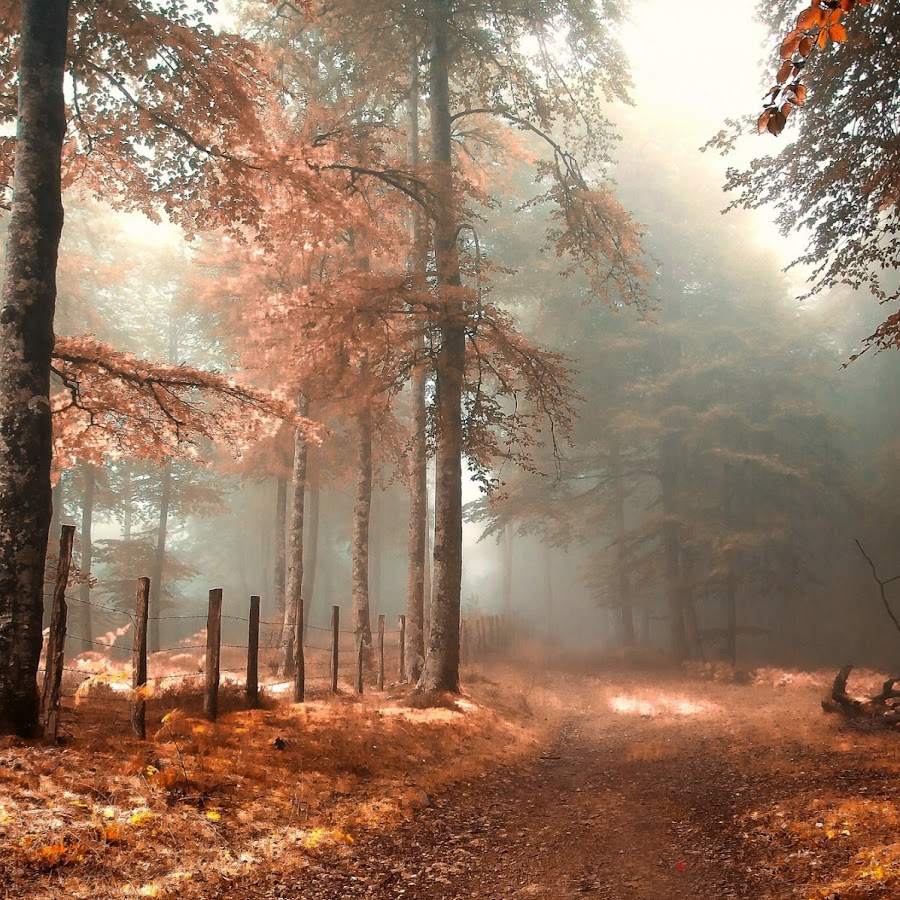Осень лес туман