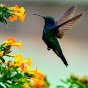 Tzununa colibrí 