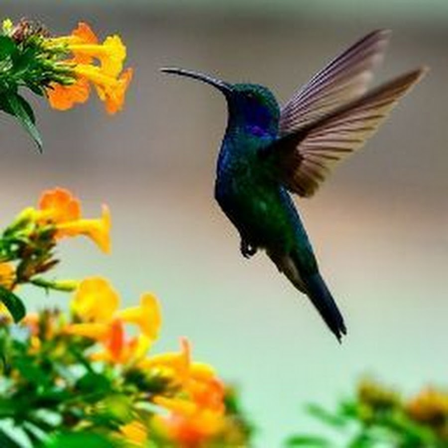 Tzununa colibrí 