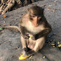 MONKEY AT ANGKORVAT CAMBODIA