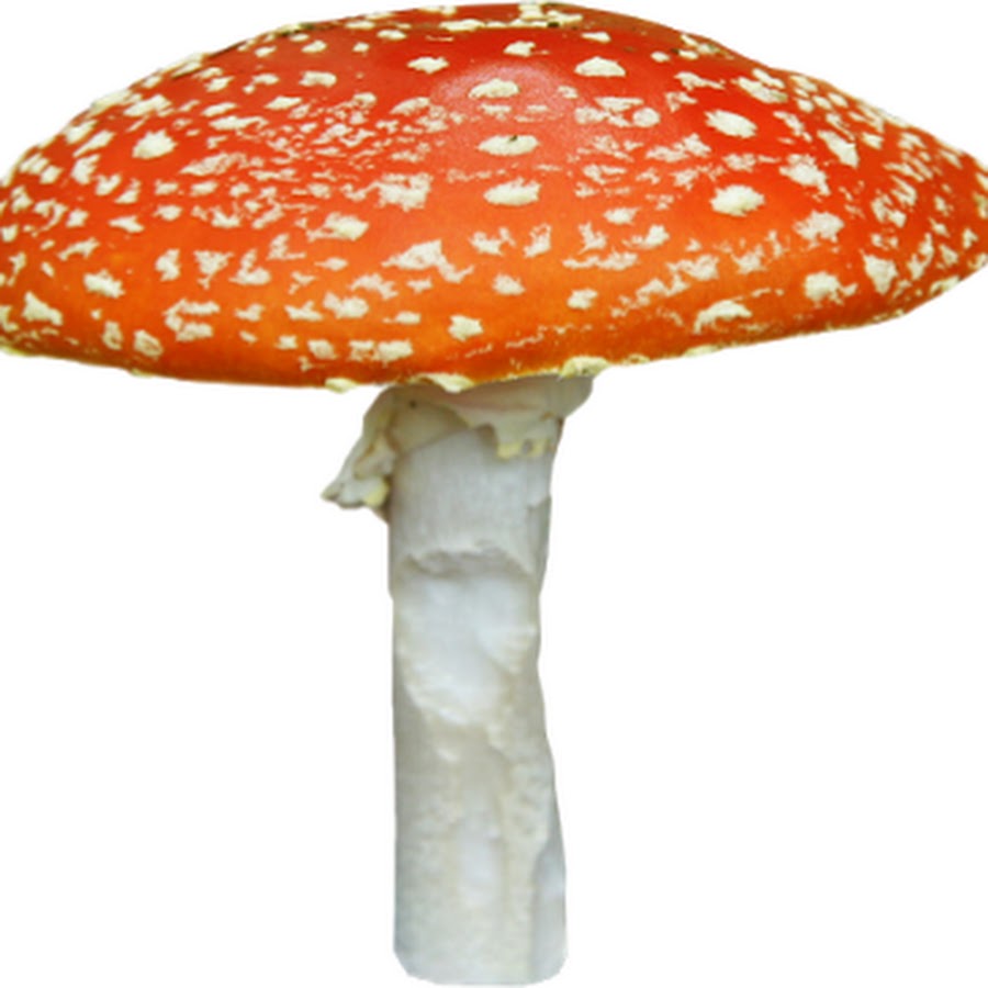 картинки грибов без фона