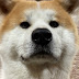 [Posted at 18:00 4K every day] Akita Inu Monta