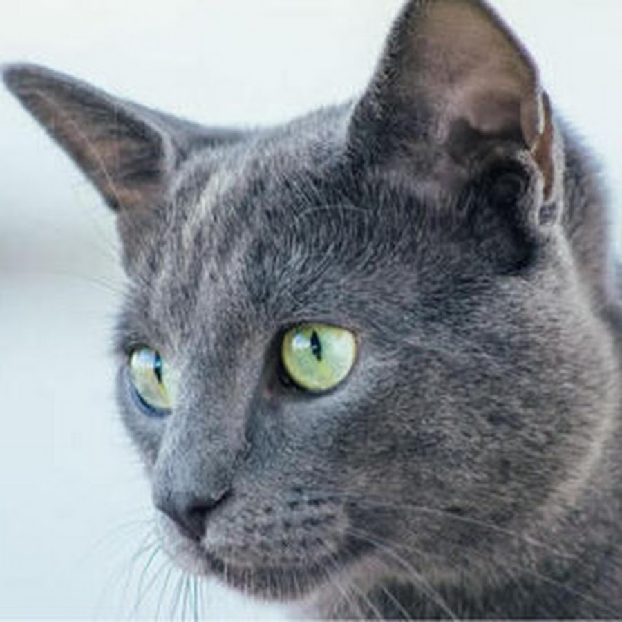 Russian Blue Cat Facts