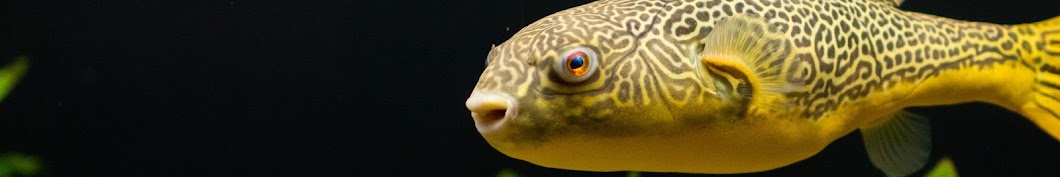 Barry the Puffer