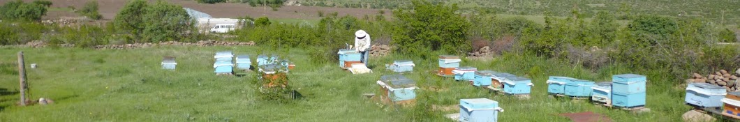 Beekeeper Ankara - Cemal