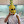 mr.pineapple avatar