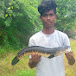 Snakehead_Angler_Ram