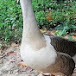 Pet Goose Paul & Ringo