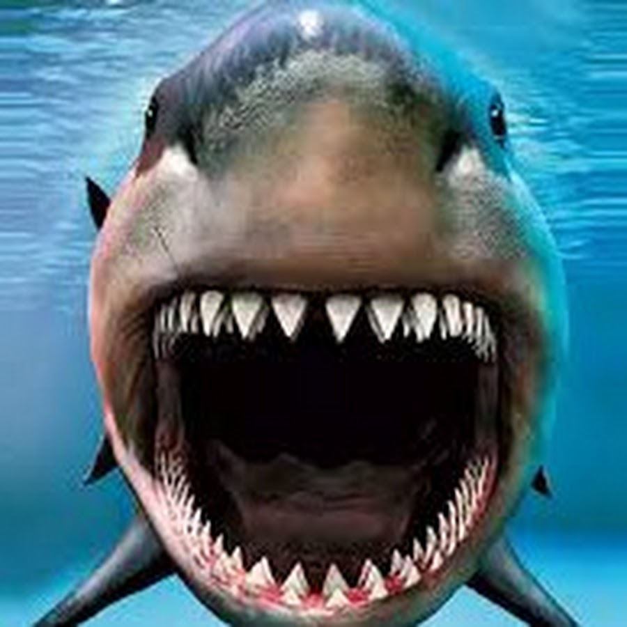 Акула открывает рот. Акула МЕГАЛОДОН. Пасть акулы МЕГАЛОДОН. Кархародон МЕГАЛОДОН зубы. МЕГАЛОДОН челюсть.