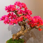 HỌC LÀM BONSAI