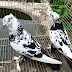 Rajshahi pigeon lover