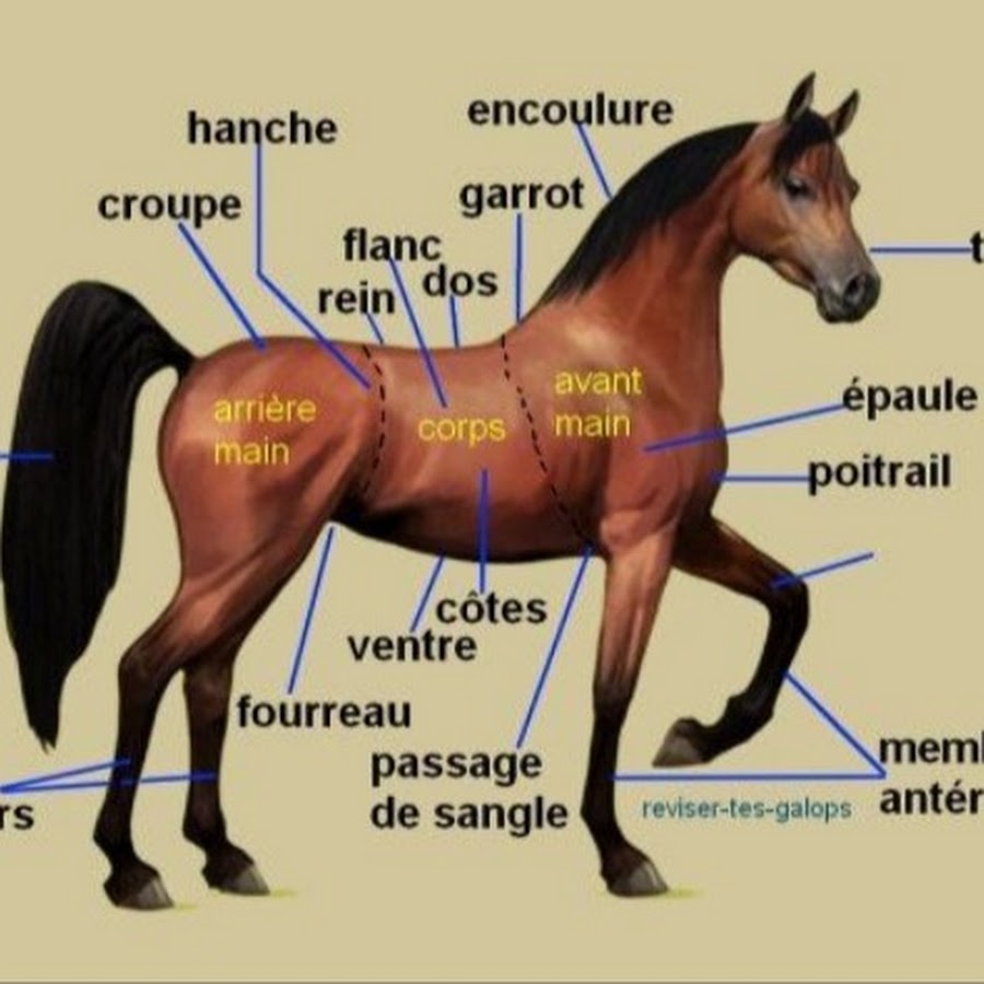 Лошадка по английски. Анатомия лошади для изучения. Как по английски лошадь. Галоп на латинском. Horse illustration.