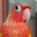 Conure Breeder