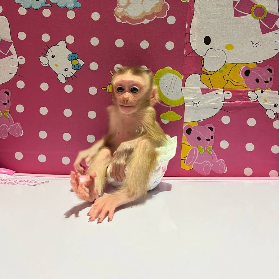 Baby Monkey TV 008