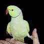 Desi Parrot