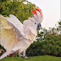 HELLO Snuggles the Cockatoo