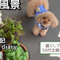 晴 日記haru's diary