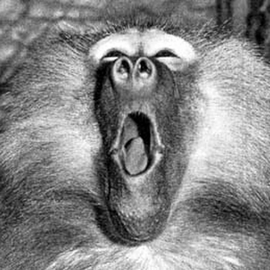 Привет я бабуин я как человек. Гривастый павиан. Бабуин. Голова бабуина. Обезьяна бабуиниха.