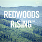 Redwoods Rising 