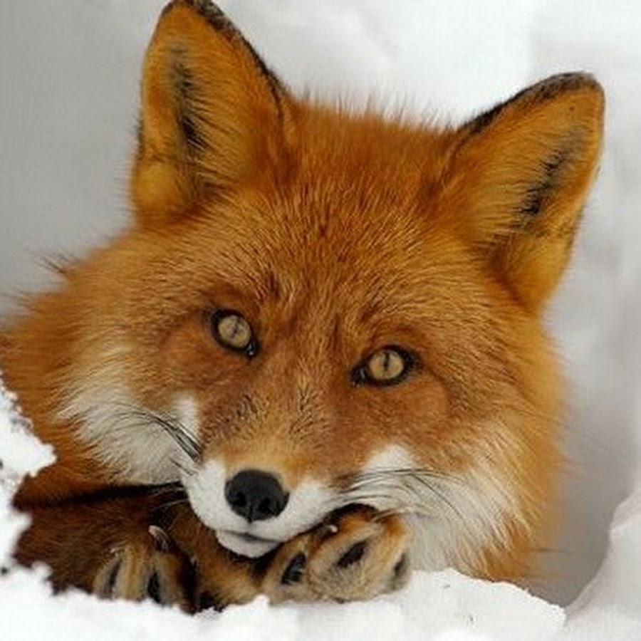 фото лисы рыжей на аватарку
