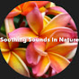 Soothing Sounds in Nature